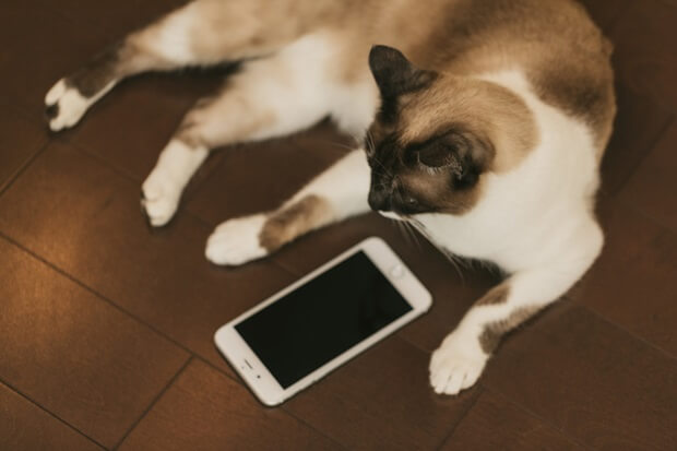 猫とスマホの画像
