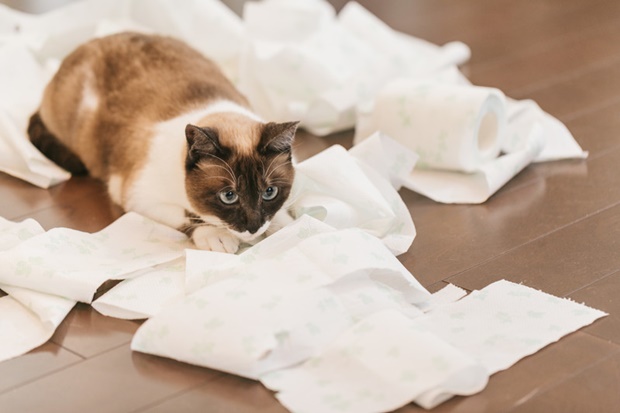 自分のケツを拭く猫