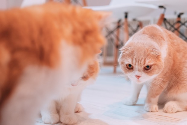 面接を受ける猫の画像