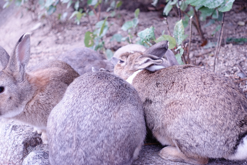 f:id:kinako_yuta:20161127172035j:plain