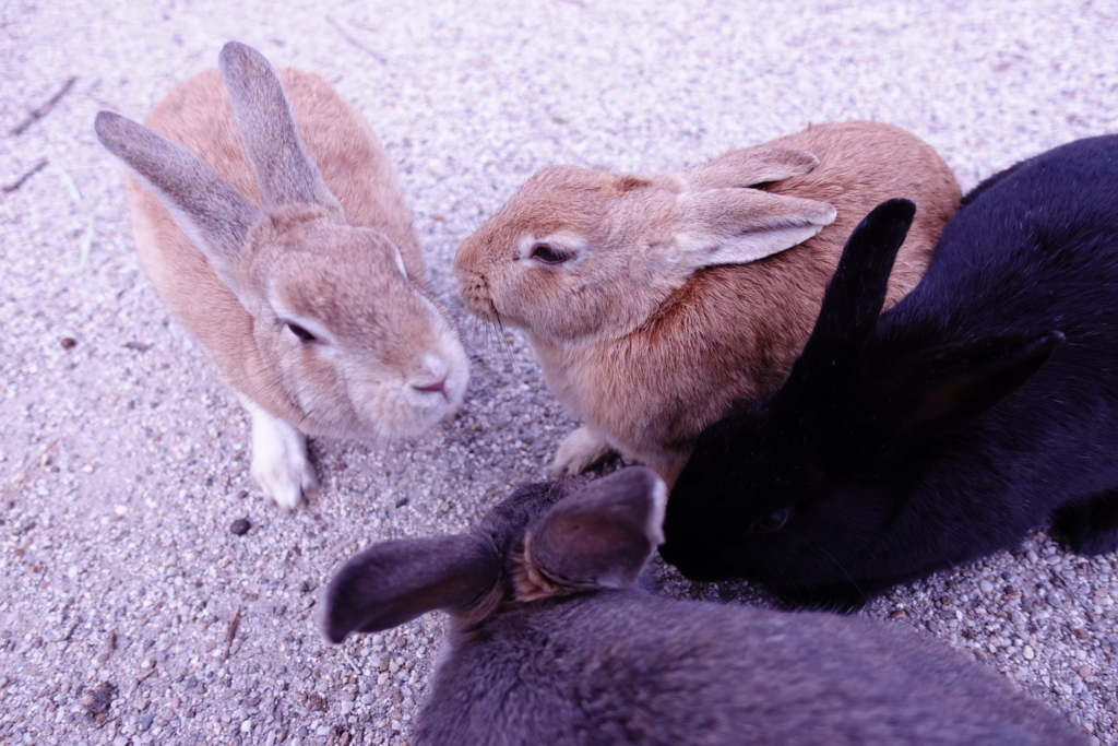 f:id:kinako_yuta:20161127172049j:plain