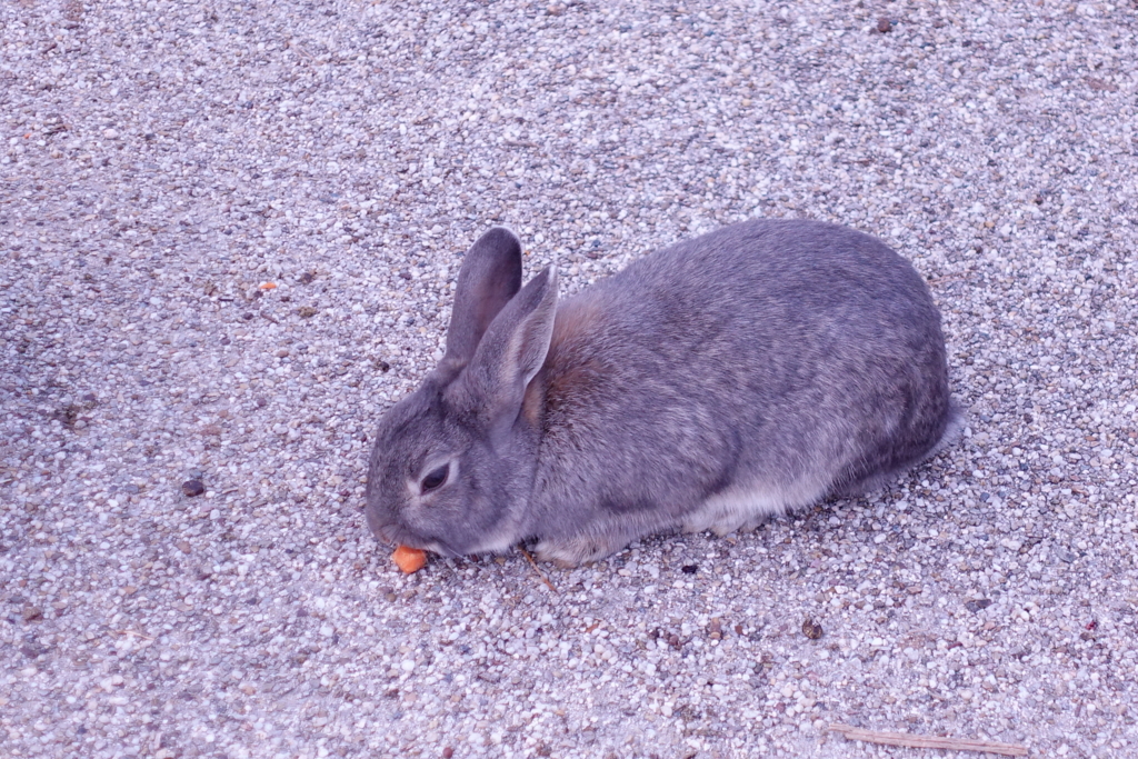 f:id:kinako_yuta:20161127172101j:plain