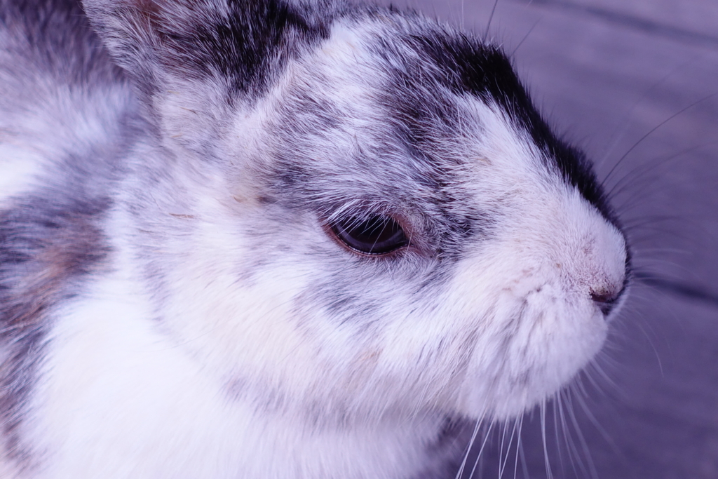 f:id:kinako_yuta:20161127172111j:plain