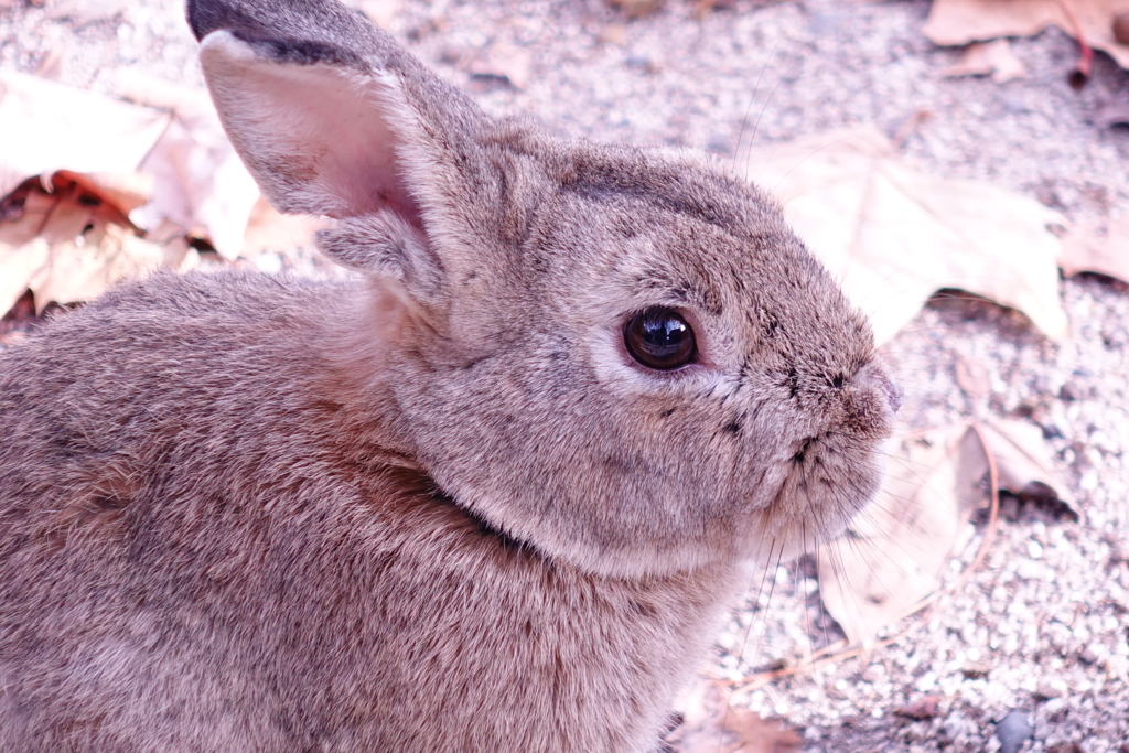 f:id:kinako_yuta:20161127172123j:plain