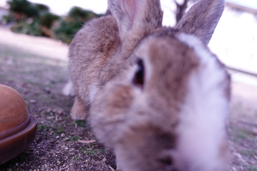 f:id:kinako_yuta:20161127192032j:plain