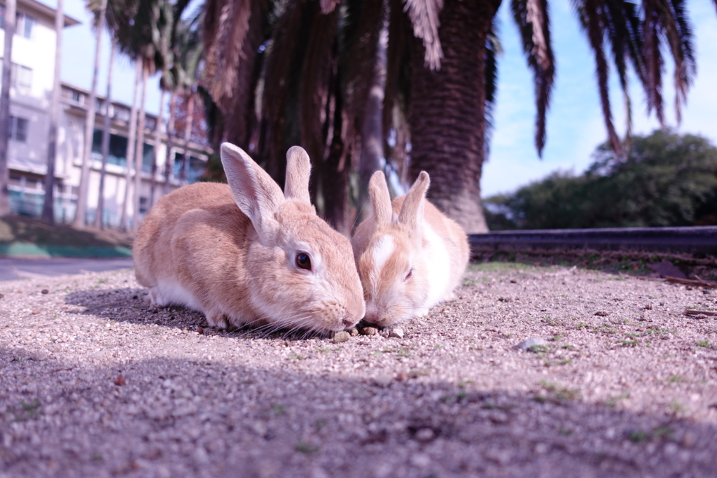 f:id:kinako_yuta:20161127192245j:plain