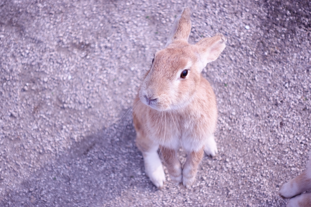 f:id:kinako_yuta:20161127192309j:plain