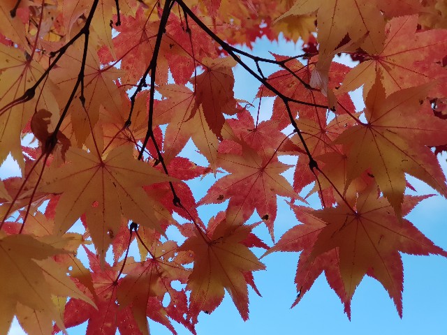 f:id:kinako_yuta:20171022204000j:image