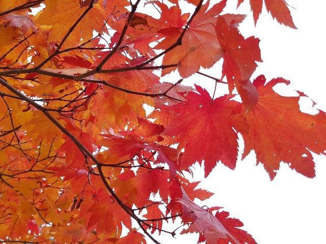 f:id:kinako_yuta:20171023074634j:image