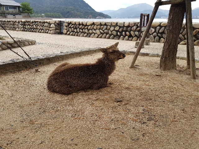 f:id:kinako_yuta:20171119203103j:image