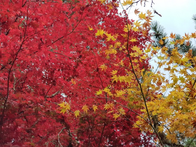 f:id:kinako_yuta:20171119203438j:image