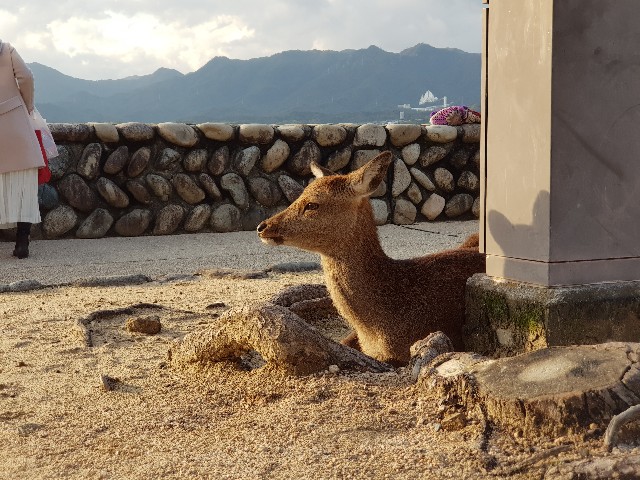 f:id:kinako_yuta:20171119203537j:image