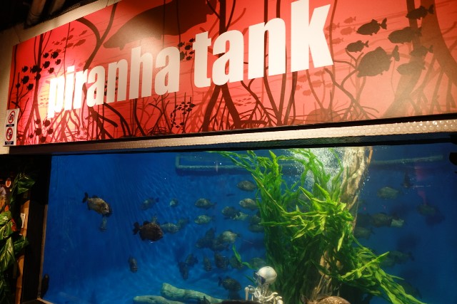 f:id:kinako_yuta:20180108201929j:image