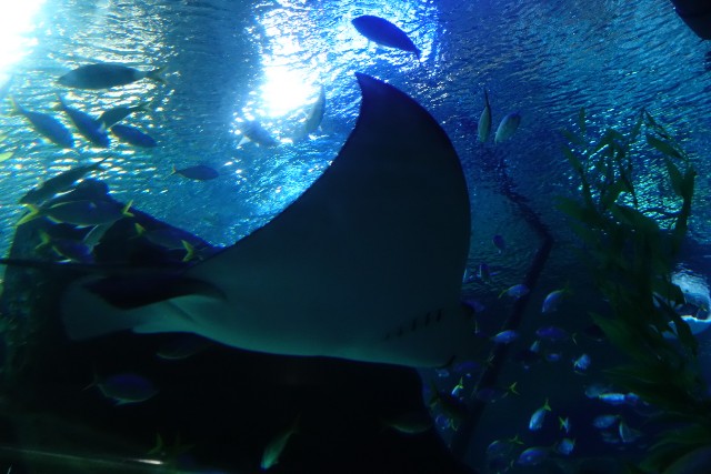 f:id:kinako_yuta:20180108202313j:image