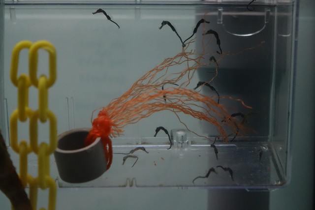 f:id:kinako_yuta:20180108202411j:image