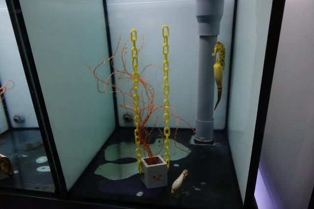 f:id:kinako_yuta:20180108202457j:image