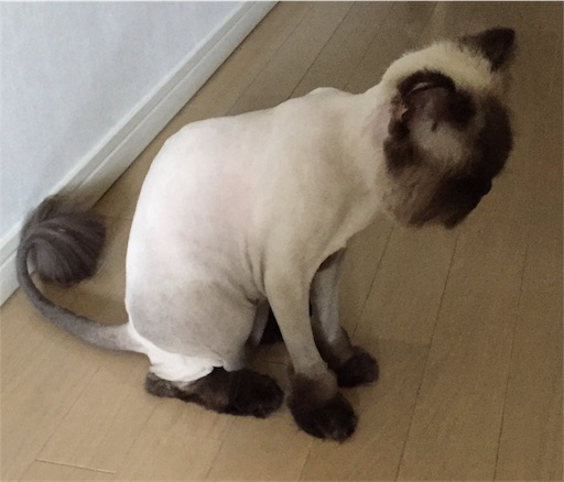 f:id:kinakobun:20190606140159j:image