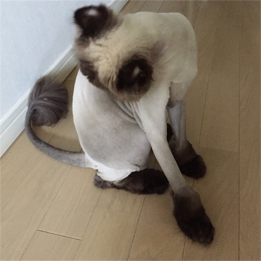 f:id:kinakobun:20190606140210j:image