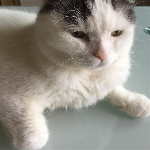 f:id:kinakobun:20190626180148j:image