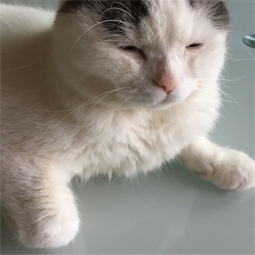 f:id:kinakobun:20190626180155j:image
