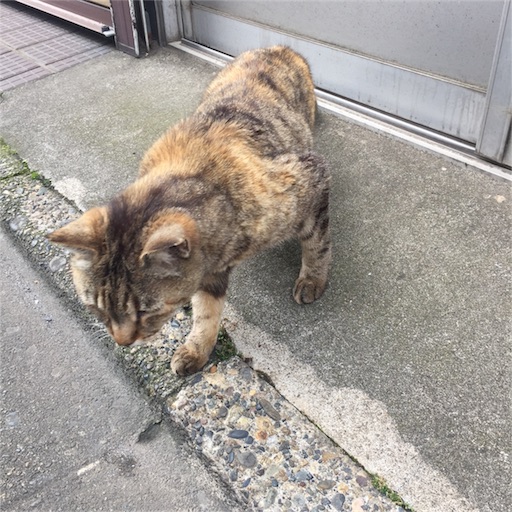 f:id:kinakobun:20190706223745j:image