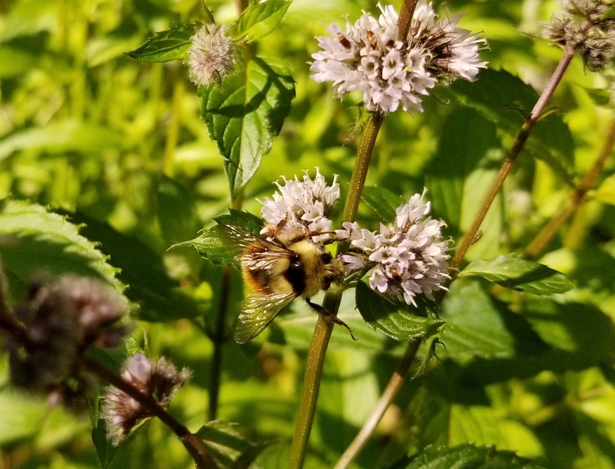 夏の終わりの花 冬の準備あれこれ メープルマウンテン日記