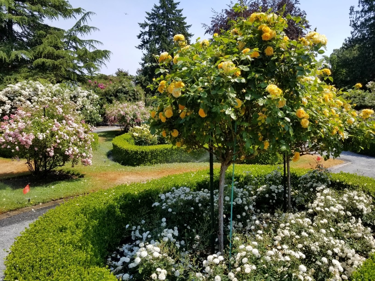 Government House(ブリティッシュ・コロンビア州副総督邸)のガーデン メープルマウンテン日記