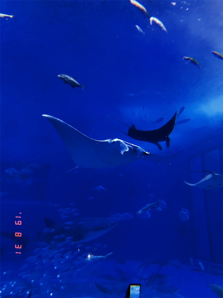 f:id:king05:20190909182826j:image f:id:king05:20190909182826j:image