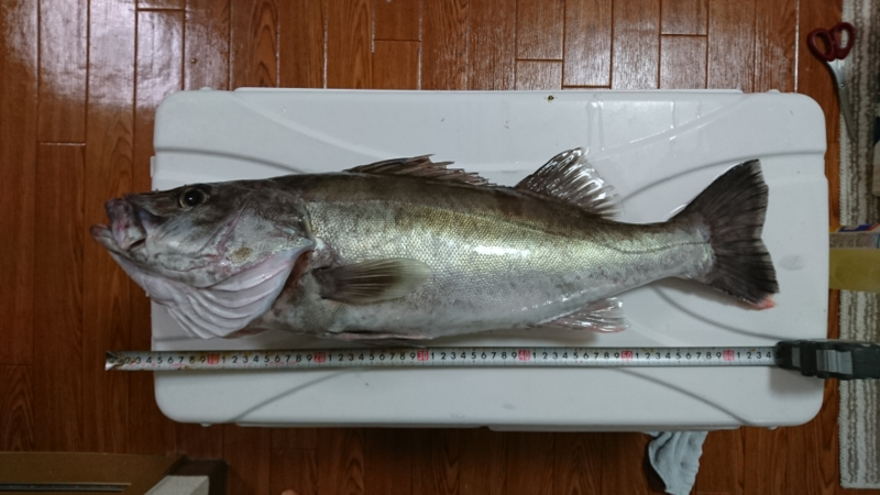f:id:kingfisher_flab:20191122155241p:plain f:id:kingfisher_flab:20191122155241p:plain