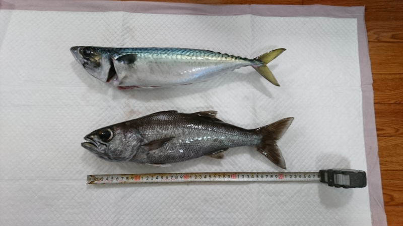 f:id:kingfisher_flab:20191122155246p:plain f:id:kingfisher_flab:20191122155246p:plain