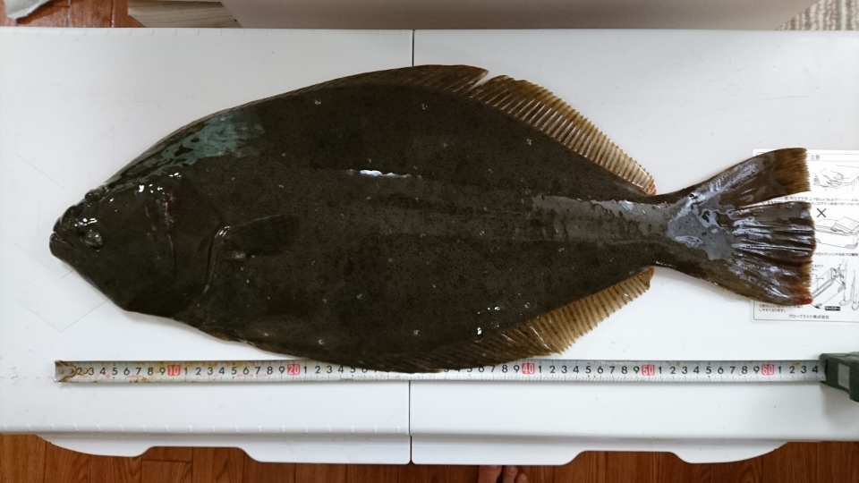 f:id:kingfisher_flab:20191122171225p:plain f:id:kingfisher_flab:20191122171225p:plain