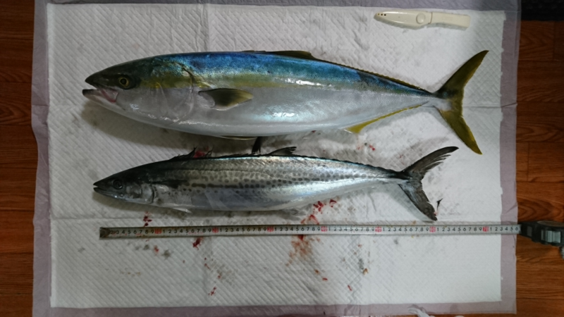 f:id:kingfisher_flab:20191231234212p:plain f:id:kingfisher_flab:20191231234212p:plain