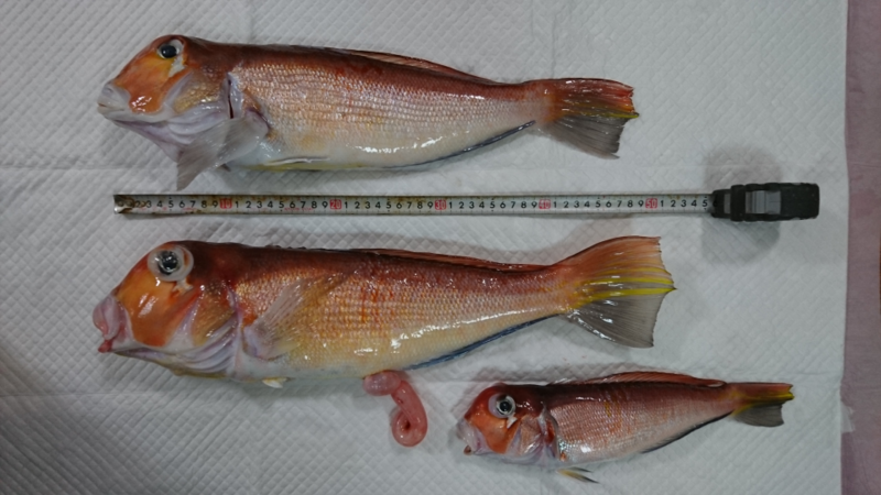 f:id:kingfisher_flab:20191231234300p:plain f:id:kingfisher_flab:20191231234300p:plain