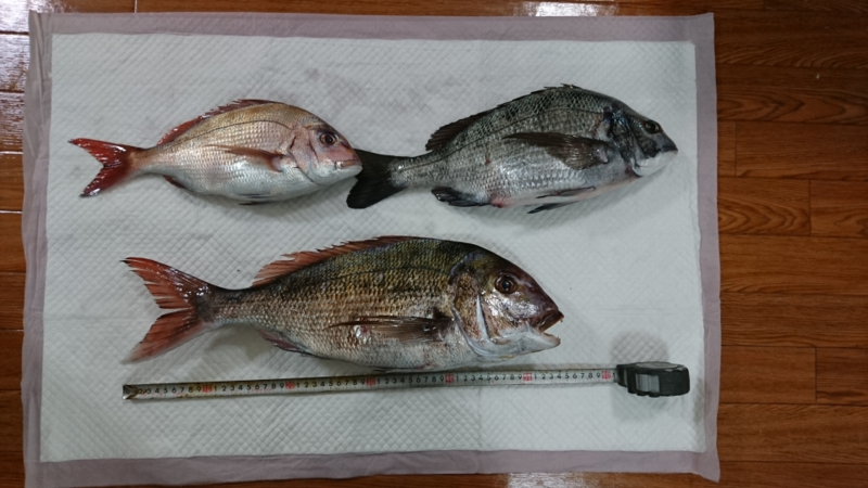 f:id:kingfisher_flab:20191231234318p:plain f:id:kingfisher_flab:20191231234318p:plain