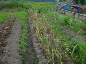 f:id:kingfrogs:20110608175541j:image