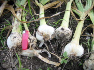 f:id:kingfrogs:20110608182203j:image
