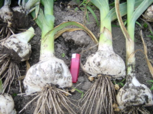 f:id:kingfrogs:20110608182232j:image