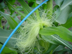 f:id:kingfrogs:20110608182516j:image