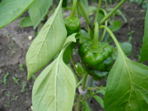 f:id:kingfrogs:20110608182711j:image