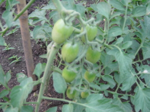 f:id:kingfrogs:20110608182727j:image