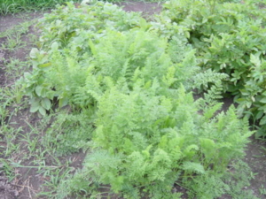 f:id:kingfrogs:20110608182757j:image