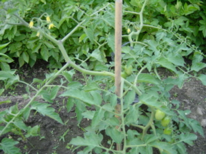 f:id:kingfrogs:20110608182833j:image