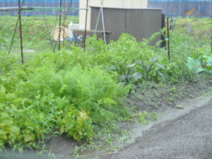 f:id:kingfrogs:20110612153325j:image