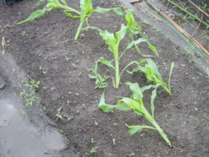 f:id:kingfrogs:20110612184202j:image
