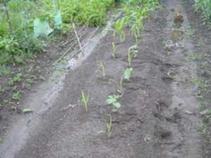 f:id:kingfrogs:20110612185520j:image
