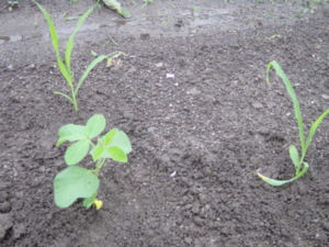 f:id:kingfrogs:20110612185538j:image
