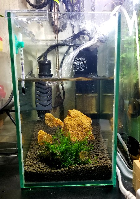 f:id:kinghiro390:20181109214159j:image