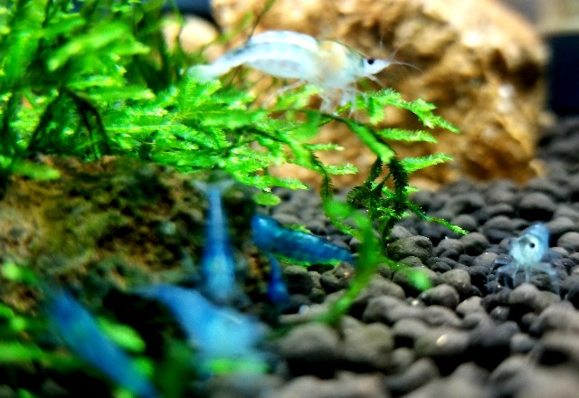 ベルベットブルーシュリンプのお食事風景 ひろきのアクアと素敵な日々 Blog