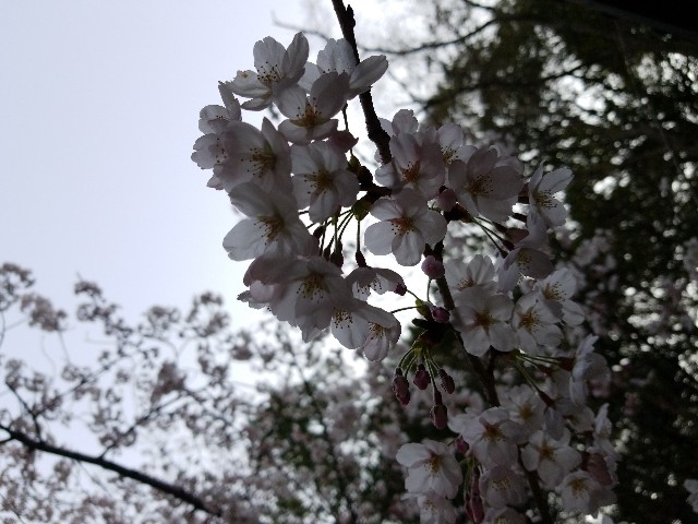f:id:kinghiro390:20190408195030j:image