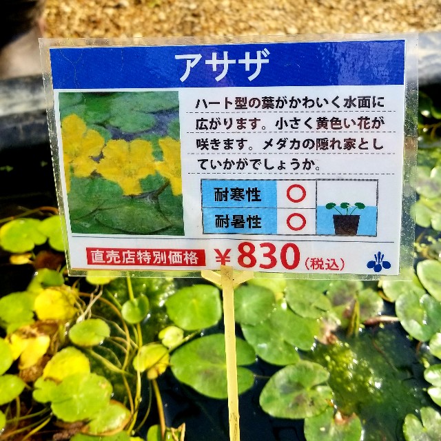 f:id:kinghiro390:20190506000002j:image